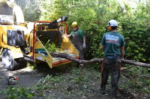 tree services South Lake Tahoe